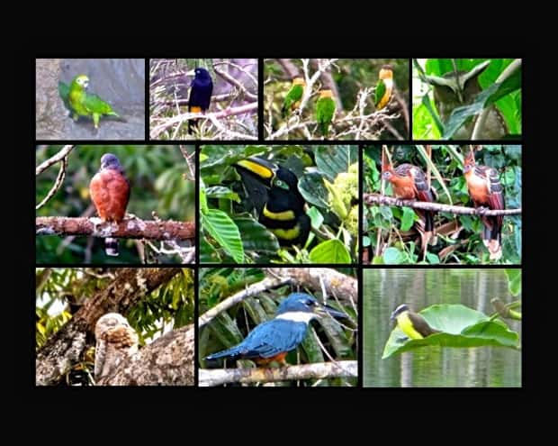 Several varieties of birds in the Amazon jungle.