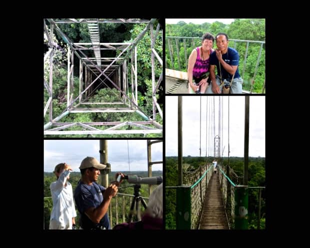 Looking down from the tower into the jungle canopy, traveler with a local guide, view from the top of a viewing platform and a floating walking bridge in the Amazon jungle.