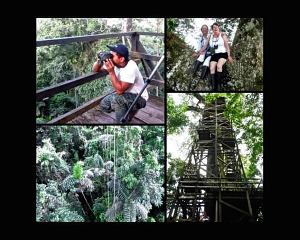 Local guide, looking out into the jungle on a viewing platform, happy travlers sitting on the trunk of a tree, view of the top of the canopy and the tower going up to one of the viewing platforms in the Amazon jungle.