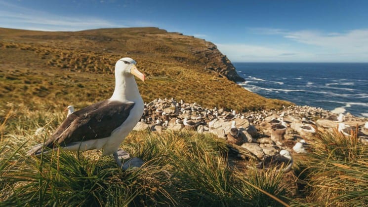An albatross bird stands on a grassy hill above the ocean shoreline, as seen on the explorers and kings expedition cruise to antarctica