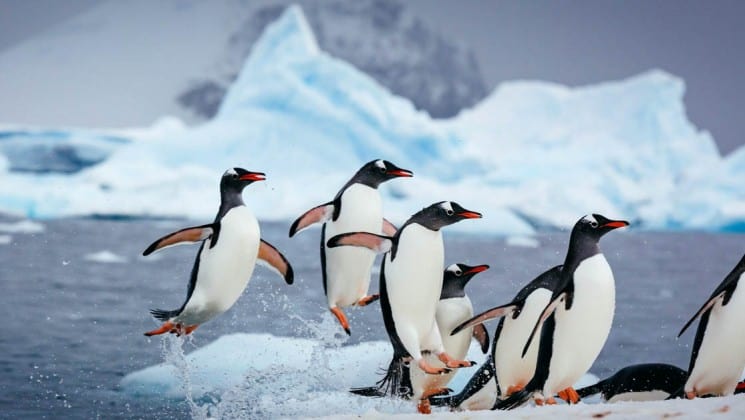 Gentoo penguins crowd on an iceberg with the ocean in the background in antarctica