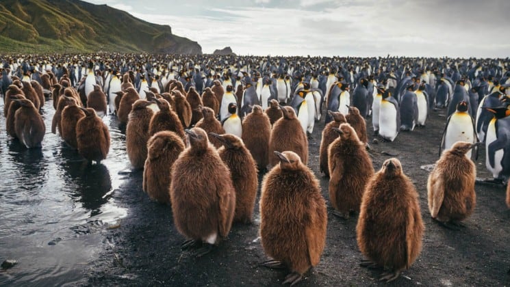 Brown penguins stand in a group in front of black and white penguins on the emperors and kings cruise to antarctica