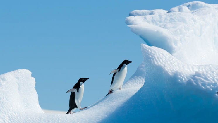 Two penguins walk through snowy drifts on a blue sky day in antarctica