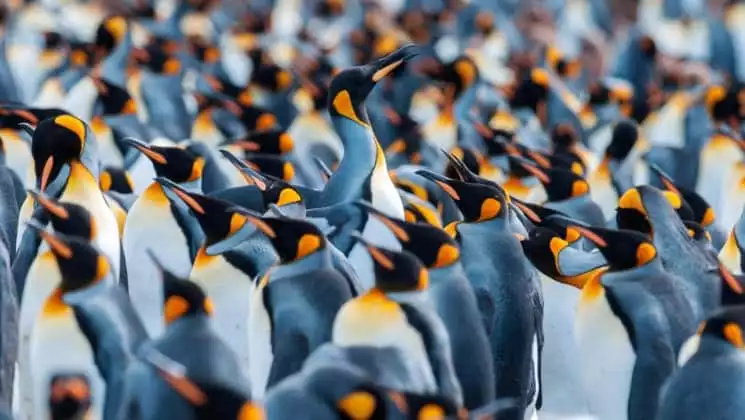 A rookery of penguins in Antarctica, as seen with the spirit of shackleton aboard expedition cruise