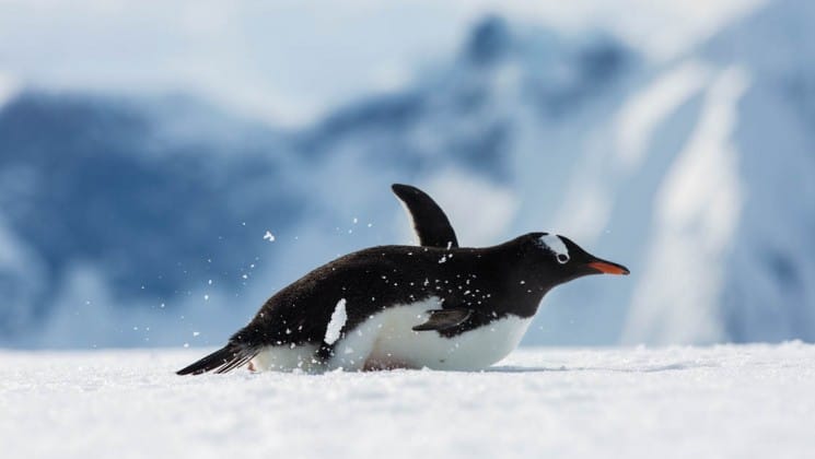 Gentoo penguin slides across white snow with peaks in the distance, seen on the Quest For The Antarctic Circle cruise.