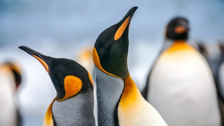 A group of penguins, shot close up, in antarctica