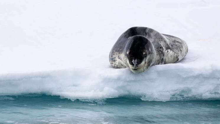A leopard seal lies on the edge of the ice, just above the ocean, as seen from the crossing the antarctic circle cruise ship