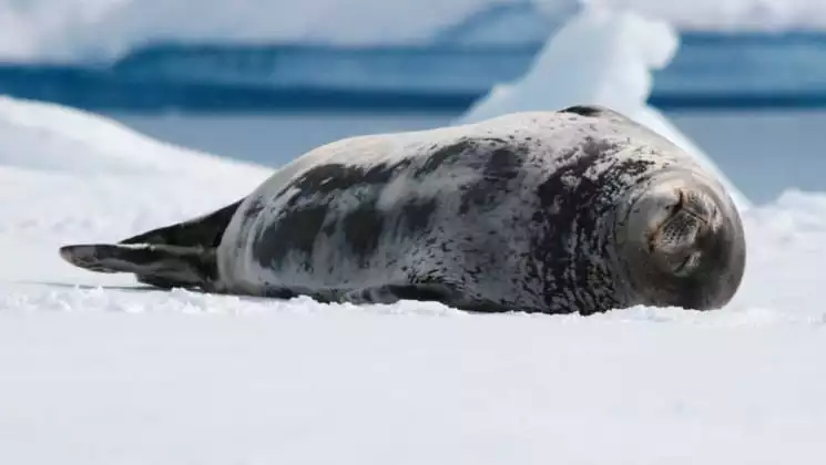 Photo by: Paula Talaba/Quark Expeditions