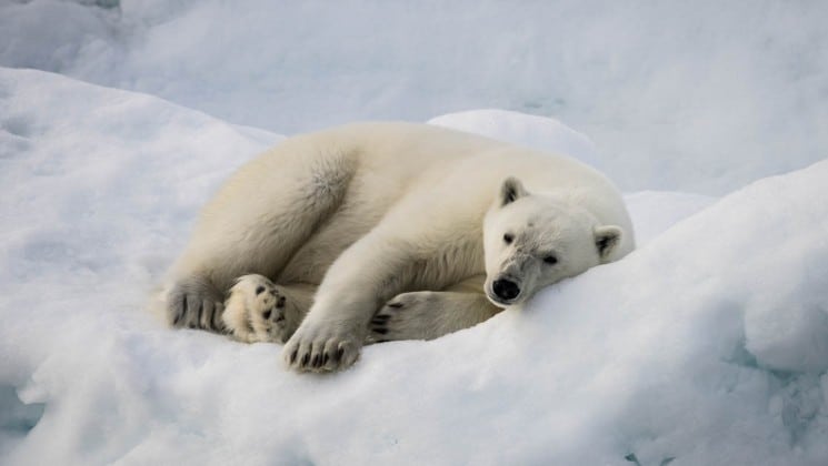 a polar bear lies down on its side on the ice cap in the arctic
