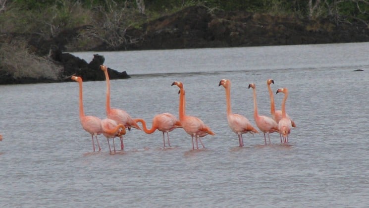 flamingos stand in still water at the galapagos islands