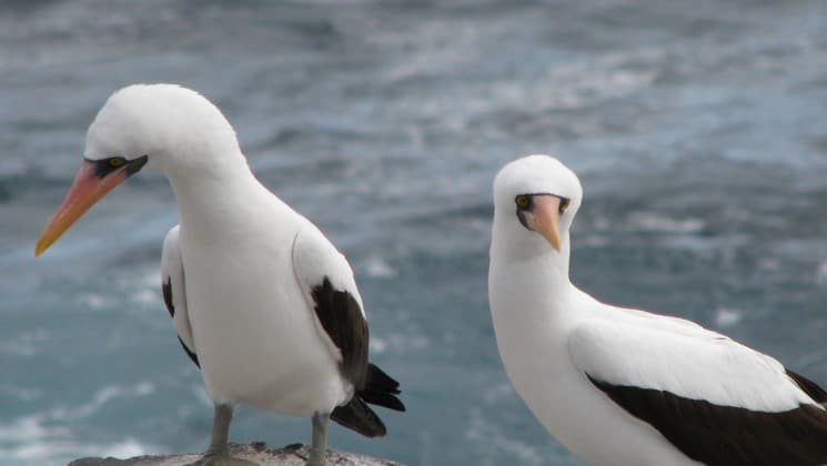 two boobies with white and grey feathers stand on rocks next to the ocean at the galapagos islands