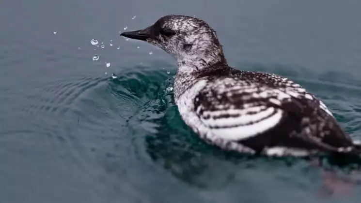 Photo by: Nicky Souness/Quark Expeditions
