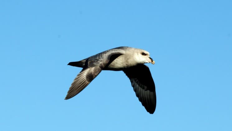 a seabird flies against a blue sky in the arctic circle and greenland