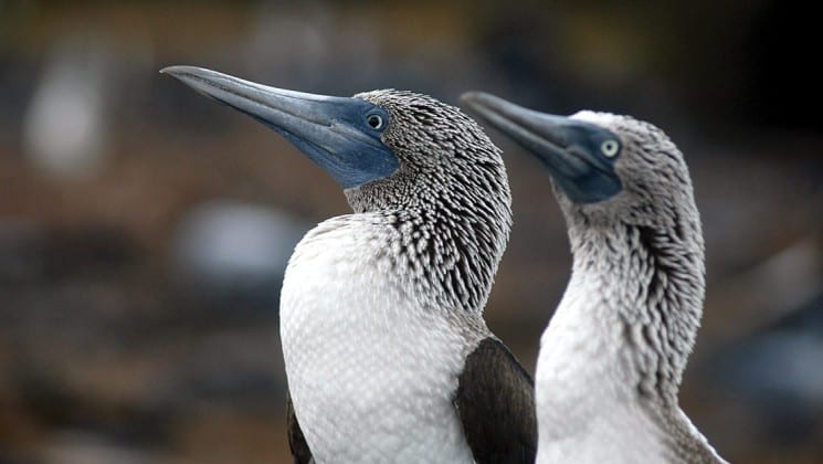 A close-up photo of the heads of two birds at the Galapagos Islands.