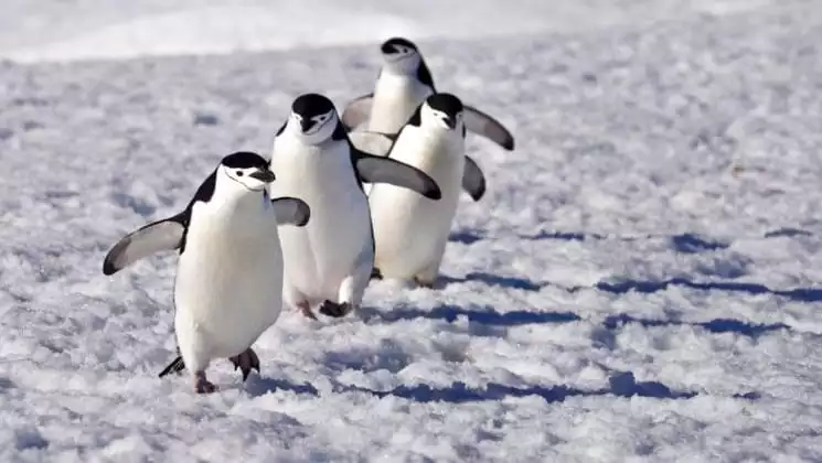 Photo by: Antarpply Expeditions