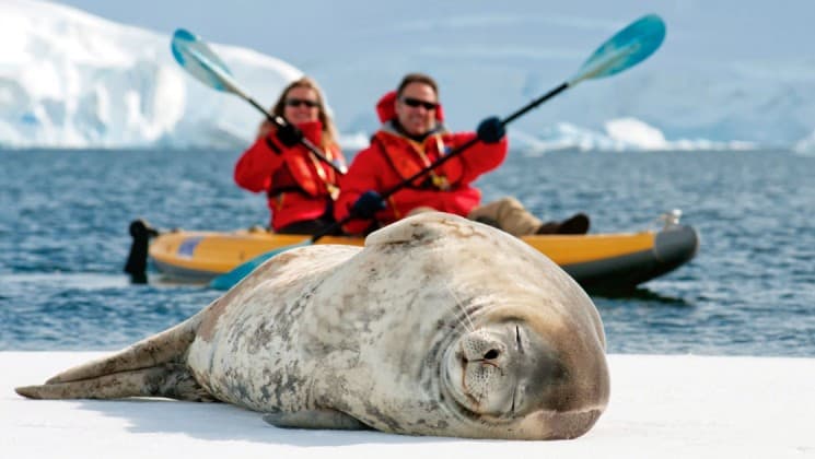 A crab eater seal snoozes on the ice sheet while two people paddle a kayak in the background, on the national geographic white continent voyage