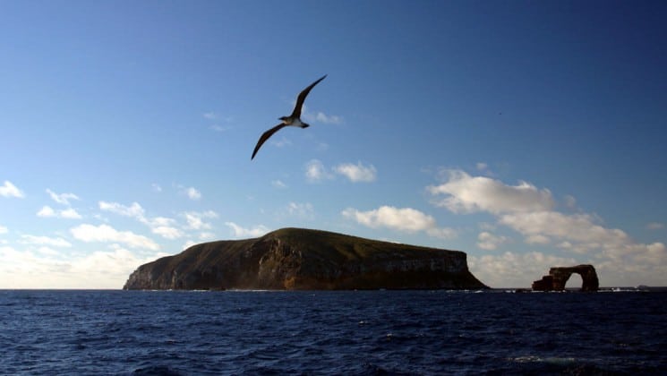 A bird flies into the sky above the Galapagos islands and the sea, at the end of a day on the Grace cruises