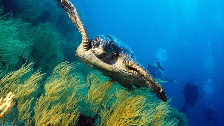 a sea turtle soars above green grass and through the clear ocean waters at the galapagos islands