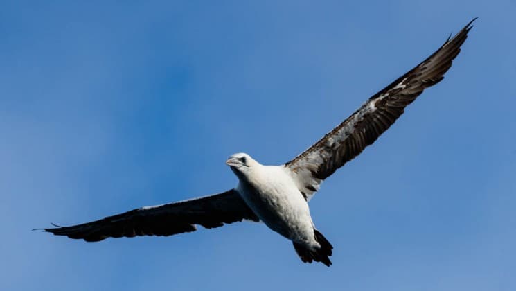 A sea bird takes flight against a blue sky, as seen on the essential greenland expedition cruise to southern coasts and disko bay