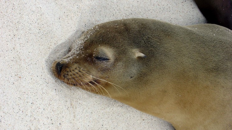 A sea lion rests its head on the white sand of a beach at the Galapagos Islands