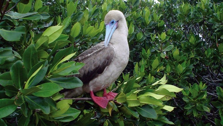 A red-footed booby is perched in a leafy, green tree, an example of the wildlife guests aboard the Isabella luxury yacht may see in the Galapagos Islands.