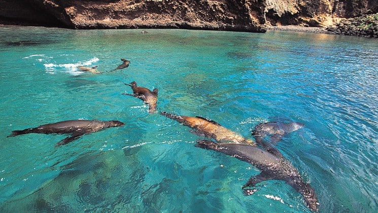 Sea lions swim in turquoise waters at the Galapagos Islands, as seen from La Pinta cruise ship, a sophisticated, upscale travel experience to the Galapagos Islands