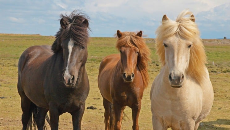 icelandic horses with wind brushing their hair aside stand on the tundra in iceland