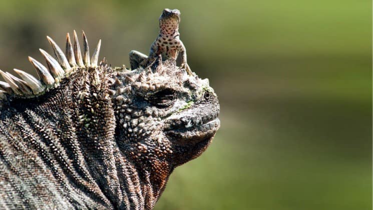 An iguana with a lizard on the brim of its head at the Galapagos Islands.