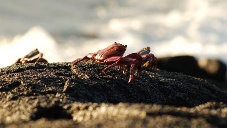 Red crabs scuttle across rocks while waves crash in the distance on the Galapagos Islands