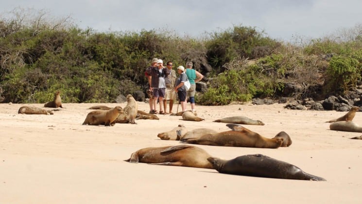 A group of passengers on the Mary Anne sailing ship explore the Galapagos Islands and stand on a sandy beach, behind sea lions sunbathing