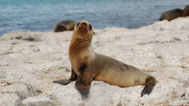 A small sea lion lifts its chest and raises its head while scooting across a rocky bluff on the sea's edge in the Galapagos Islands