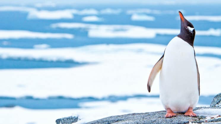 A penguin lifts its head and beak toward the sky while it stands in front of the ocean and icebergs
