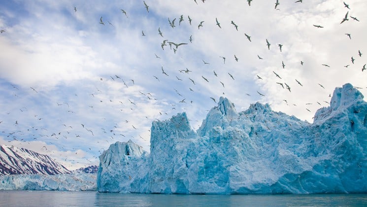 a flock of kittiwakes, a seabird, fly in the sky above an iceberg and the ocean, on the national geographic voyage to the northeast passage