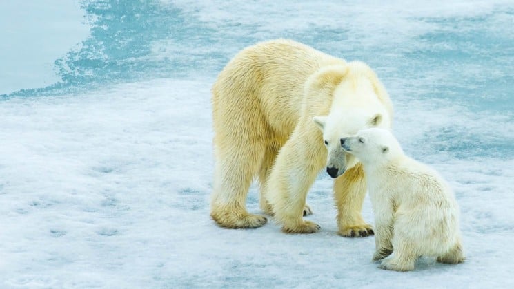a polar bear and her cub nuzzle each other on the ice in the arctic