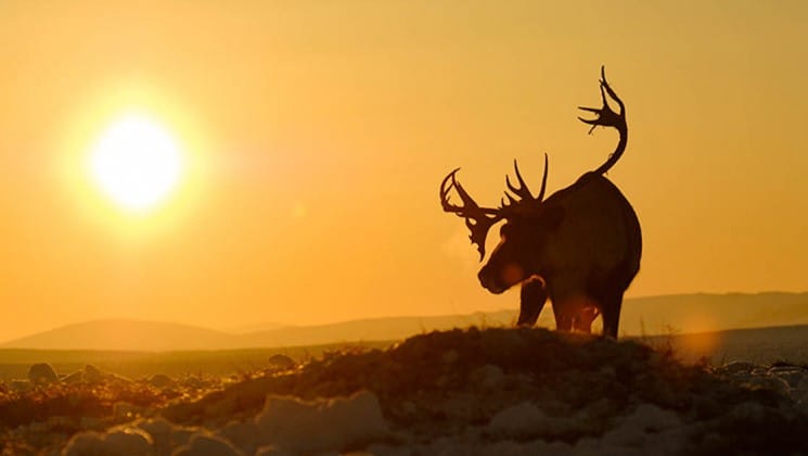 a reindeer with fully mature antlers is silhouetted against an orange sky and sunset in the arctic circle