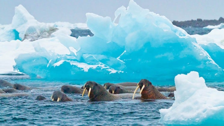 a group of walruses swim in the ocean next to a frozen blue iceberg in the arctic, as seen on the national geographic voyage to the northeast passage