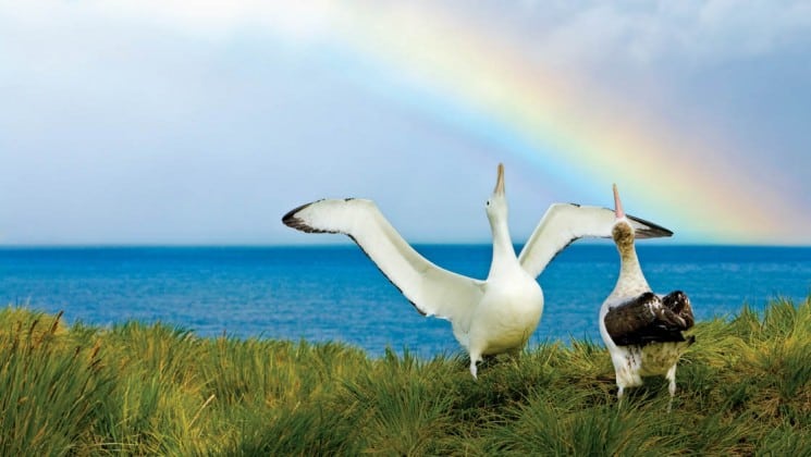 Two albatross birds stand on a grassy bluff overlooking the ocean with a rainbow in south georgia and the falklands on a national geographic expeditioni