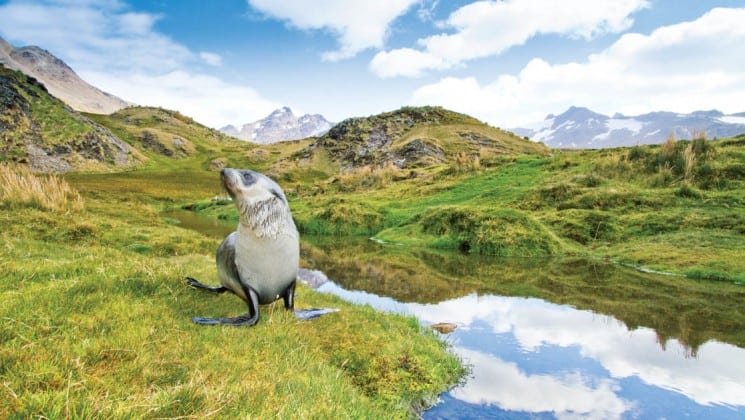 A fur seal meanders on a grassy field with mountains reflecting in a lake in the background in south georgia and the falklands on a national geographic expeditioni