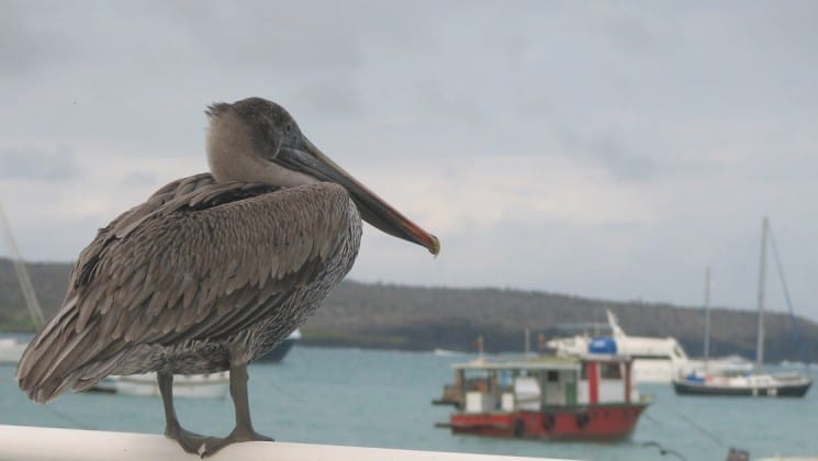 a pelican watches boats in Puerto ayora at the Galapagos islands