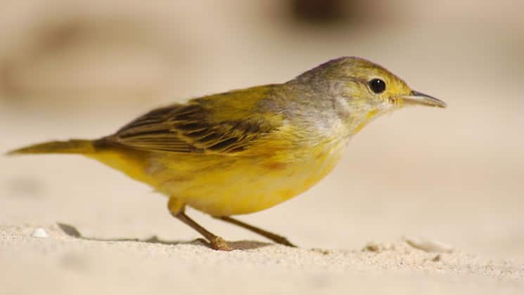 a yellow bird in the sand at santa fe island in the galapagos