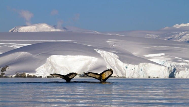 Two whales flip their tails above the water with an iceberg in the distance in antarctica, as part of the polar circle air cruise