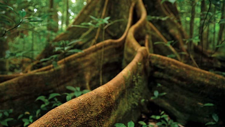 roots from a large tree in a lush, tropical rainforest in the caribbean during a hike