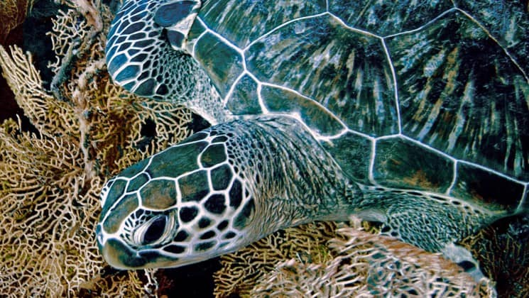 a close up photo of a sea turtle in indonesia