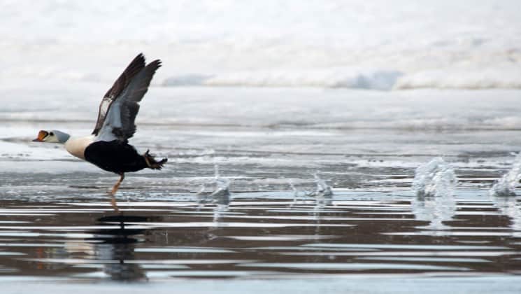 sea birds flap their wings to take flight from the ocean in the arctic circle