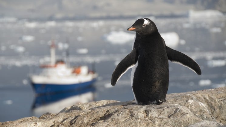 A penguin stands on rocks overlooking the classic antarctica cruise ship