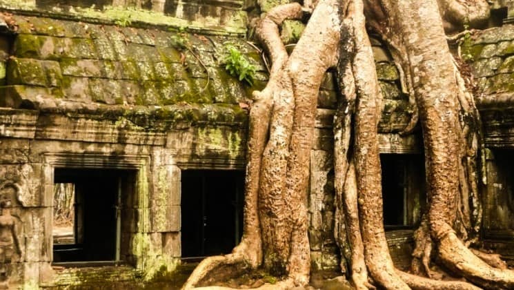 a large tree's roots overtake the ruins at ankor wat, a world heritage site in cambodia in Southeast Asia