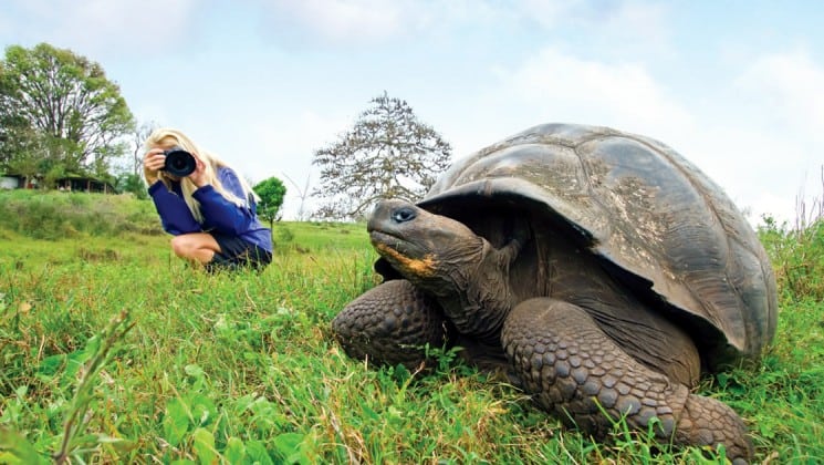 A passenger from the National Geographic Endeavour takes a photo of a large tortoise on the grass at the Galapagos Islands