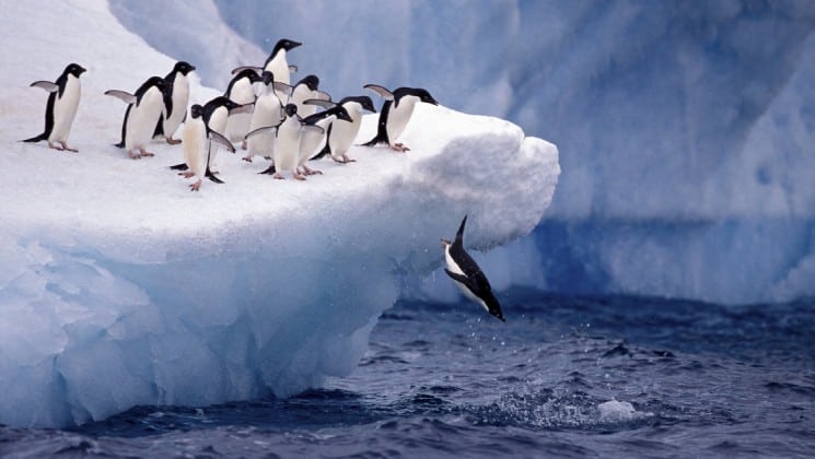 penguins dive into the ocean off an iceberg in antarctica