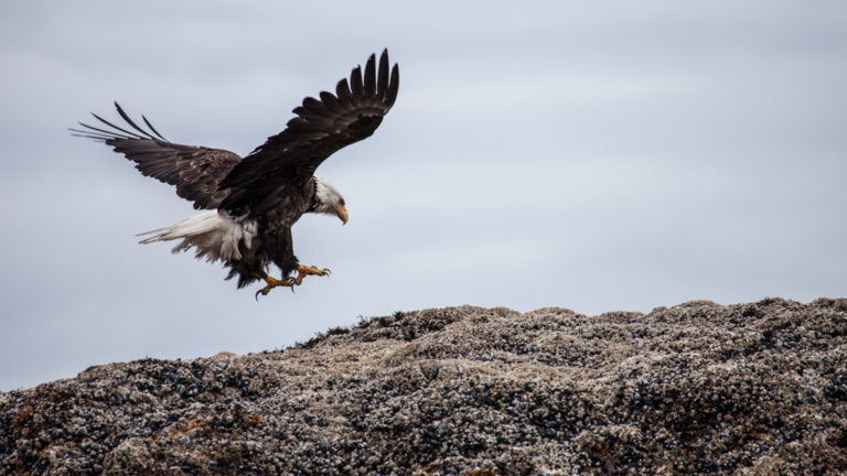 Bald eagle landing on the coast in Glacier Bay, Alaska.