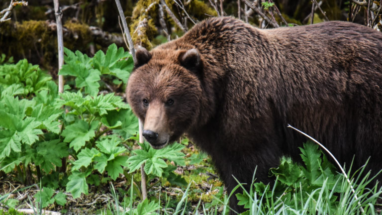 Brown bear on shoreline in Glacier Bay, Alaska